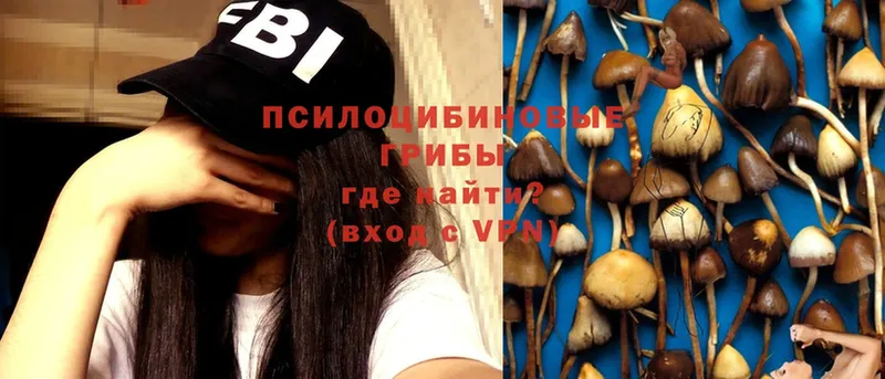 купить наркотик  Заречный  Псилоцибиновые грибы MAGIC MUSHROOMS 